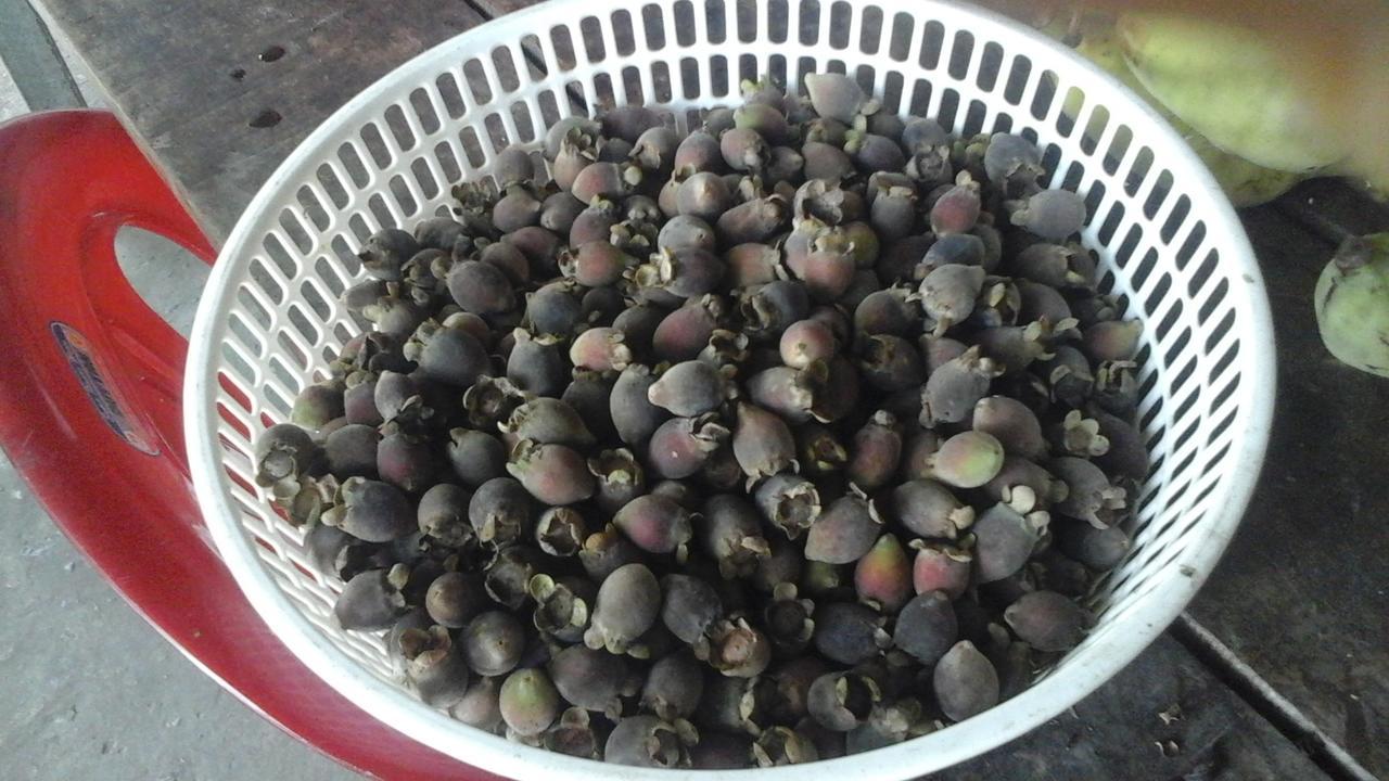 Pepper Farm Phu Quoc Hotel Eksteriør billede