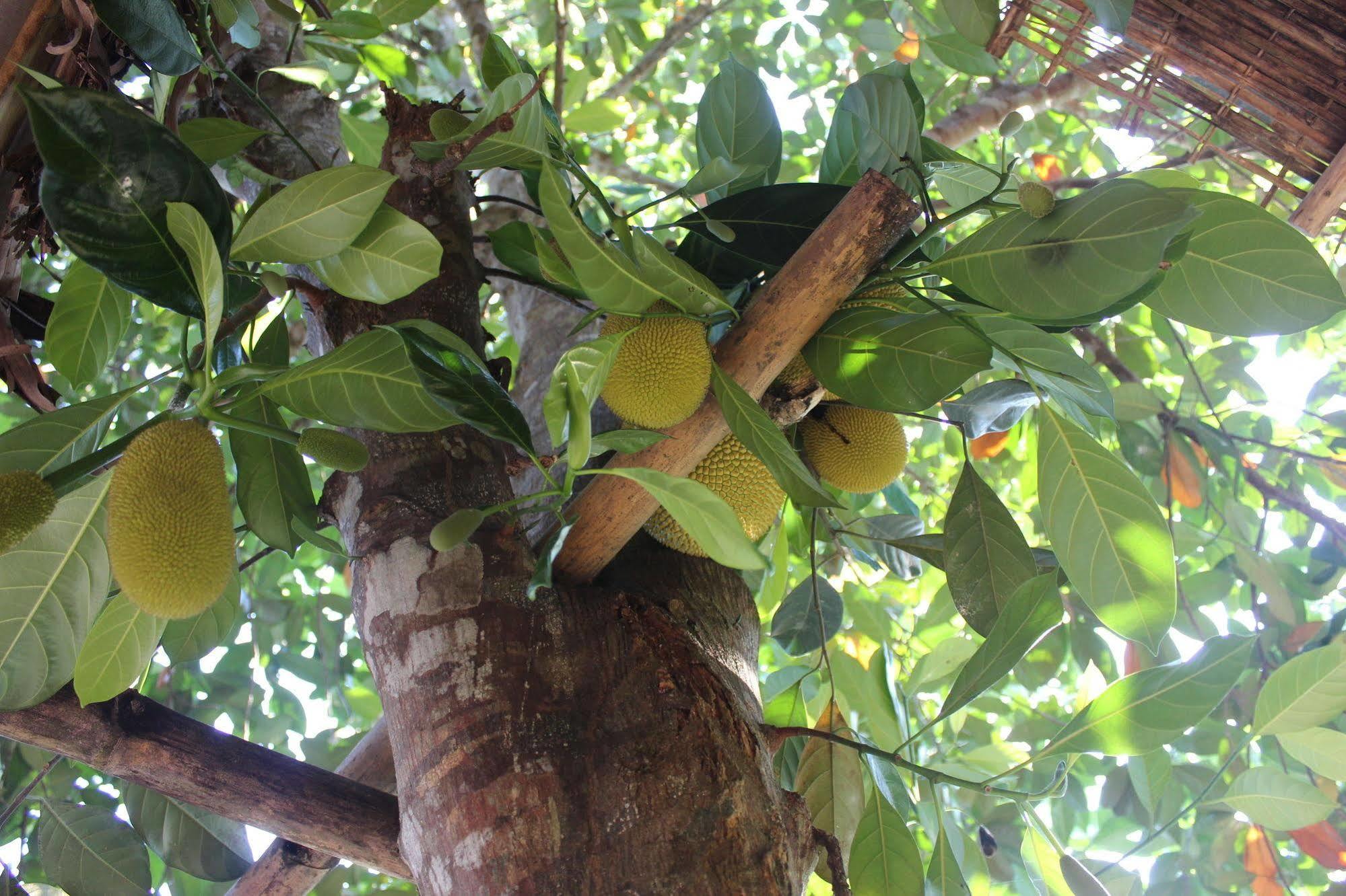 Pepper Farm Phu Quoc Hotel Eksteriør billede